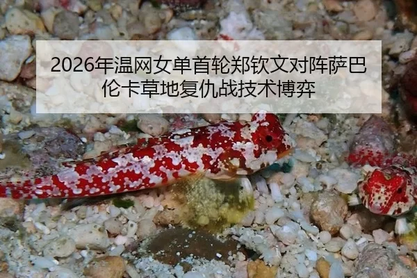 2026年温网女单首轮郑钦文对阵萨巴伦卡草地复仇战技术博弈